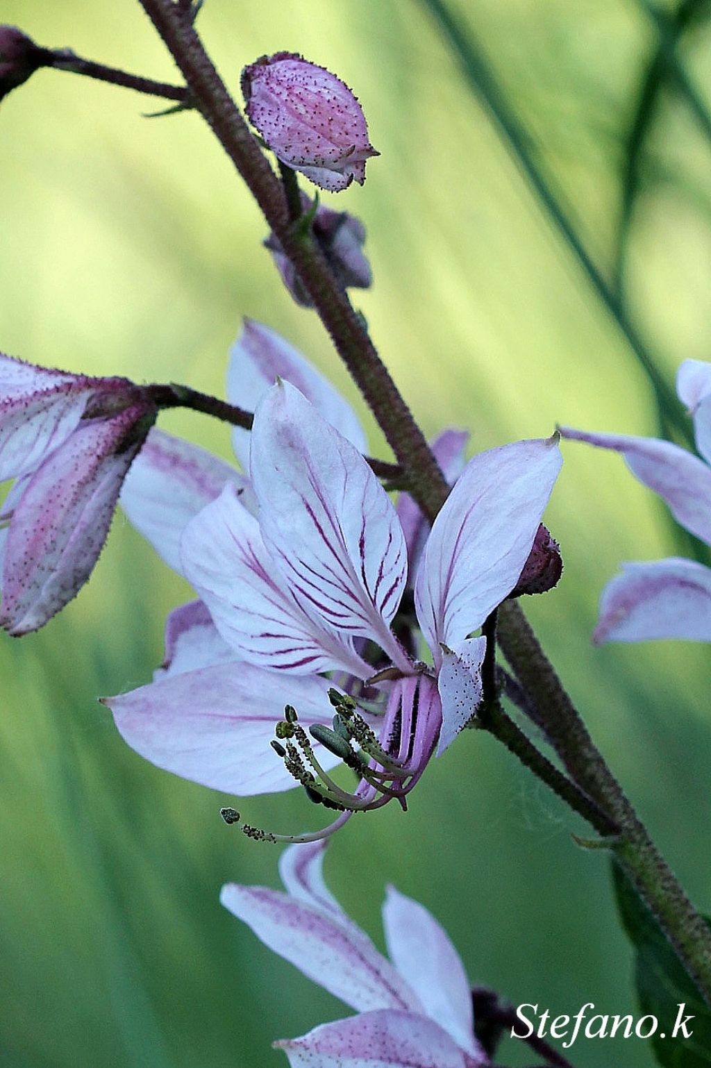 Dictamnus albus